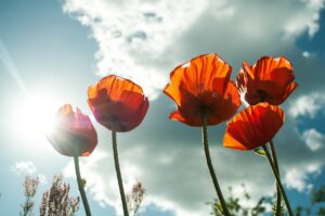 poppies, flowers, sunlight-399409.jpg